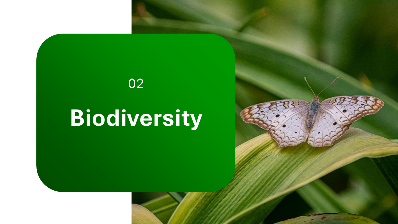 Nature PowerPoint Template